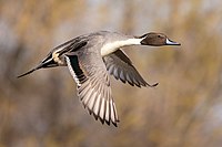 Northern pintail male in flight