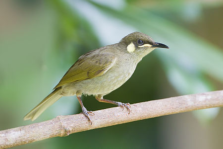 Yellow-spotted honeyeater, by JJ Harrison