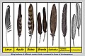 Feathers of Archaeopteryx and living birds.