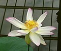 Indian lotus in Meise National Garden