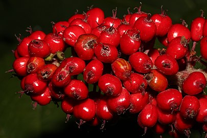 Shiny red drupes in elongate clusters, Washington
