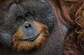 El orangután de Borneo (Pongo pygmaeus) es una especie de orangután nativa de la isla de Borneo en Insulindia. Se trata de la especie más numerosa de orangutanes. A pesar de ello, se encuentran en peligro de extinción debido a los incendios, la tala de los bosques donde habita, la caza furtiva y el tráfico ilegal de sus crías en el mercado negro. Por Ridwan0810.