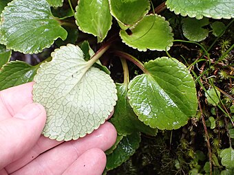 Underside of a leaf