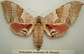 Pachysphinx occidentalis