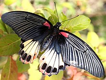 Papilio memnon agenor femelle en Thaïlande