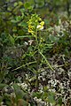 Pedicularis labradorica