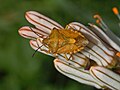 Carpocoris purpureipennis