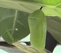 Fresh pupa at Bandra Kurla Complex, Mumbai