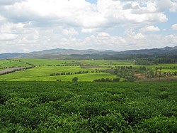 tea plantations at Sahambavy