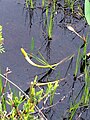 O. aquaticum, Pine Barrens, New Jersey.