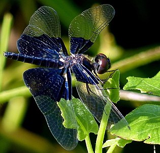 Rhyothemis triangularis female