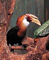 Blyth's hornbill