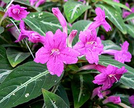 Ruellia makoyana, цветущее растение