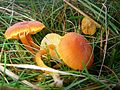 Hygrocybe miniata