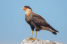 An adult crested caracara perched on a rock