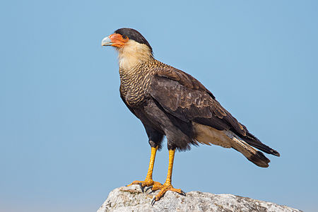 Crested caracara, by Andreas Trepte