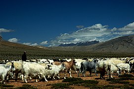 Berger et son troupeau dans les plaines de Morey.