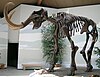 A wooly mammoth skeleton.