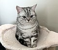 6-month-old silver classic tabby male kitten