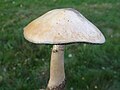 Agaricus rugosonata