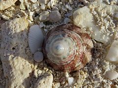 Une troque (Tectus sp.), échoué sur la plage.