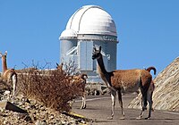 Guanacos near the La Silla Observatory, 2400 meters above sea level.