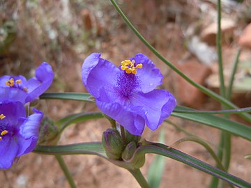 הפרח Tradescantia occidentalis