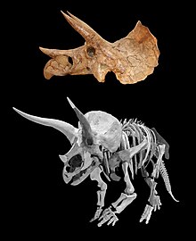 Triceratops טריצרטופס