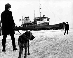 Turso maaliskuussa 1970 Helsingin Särkänsalmessa.