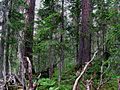 Foresta di abeti siberiani