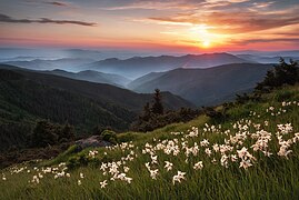 Jonquilles, ou narcisses, en fleurs dans la réserve, sur le mont Chtcherban. Juin 2019.