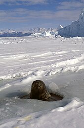 Phoque passant la tête par un trou de respiration dans la banquise, laquelle est bordée par une barrière de glace et, au-delà, des montagnes.