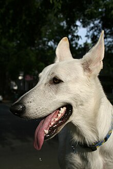 A white German Shepherd drooling