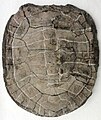 Acherontemys heckmani fossil carapace