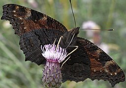 Underside pattern