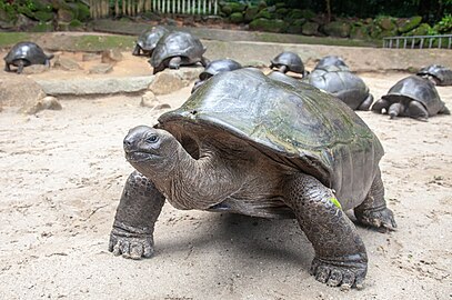 Aldabrachelys gigantea, at the Botanical Garden