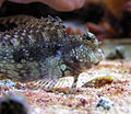 Blennies