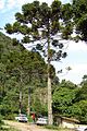 Araucaria angustifolia