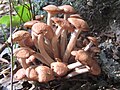 Armillaria.tabescens