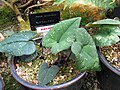 Asarum monodoriflorum[вд] (IUCN)