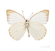 Museum specimen ♀ △ - Ventral side