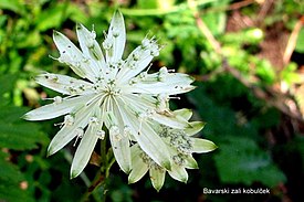 Цветущая Astrantia bavarica