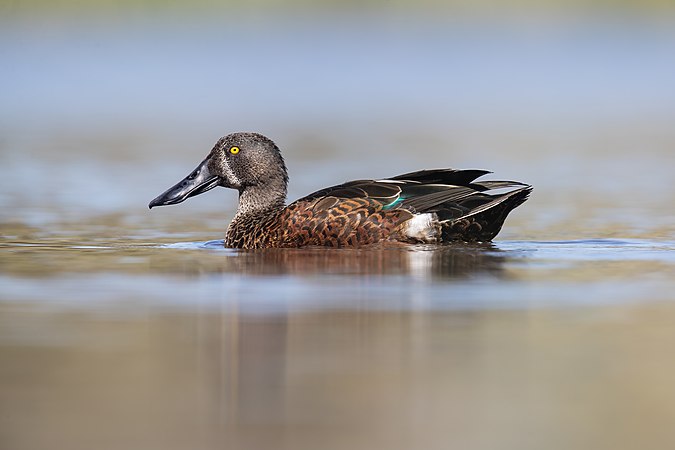 4. Australasian shoveler