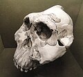 Skull of Zinjanthropus boisei