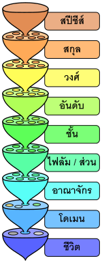 The various levels of the scientific classification system.