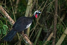 Black-fronted piping-guan