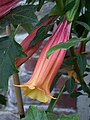 Brugmansia vulcanicola flower