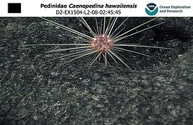 Caenopedina hawaiiensis (Ḣ, abyssal)