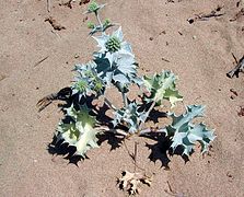 Panicaud maritime ou Chardon des dunes