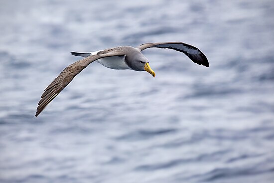 Chatham albatross